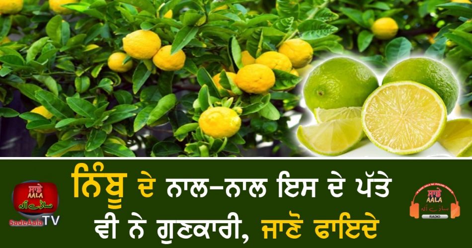 benefits of lemon leaves