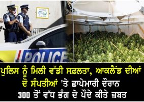 over 300 cannabis plants found