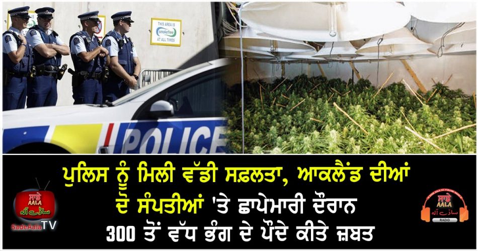 over 300 cannabis plants found