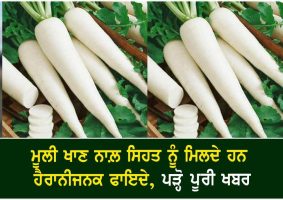 health benefits of radish