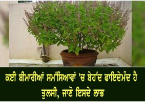 health benefits of tulsi