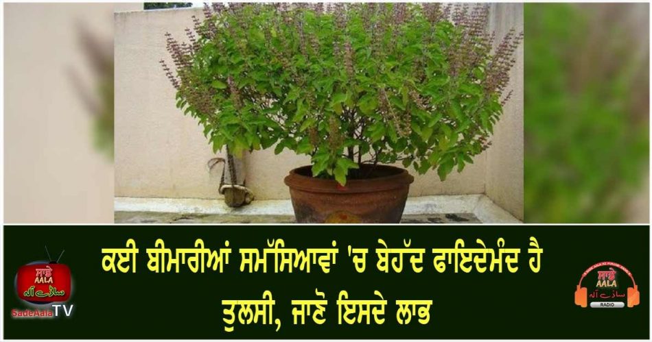 health benefits of tulsi