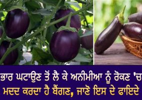 health benefits of brinjal