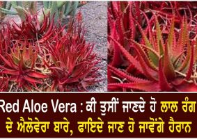 red aloe vera health benefits