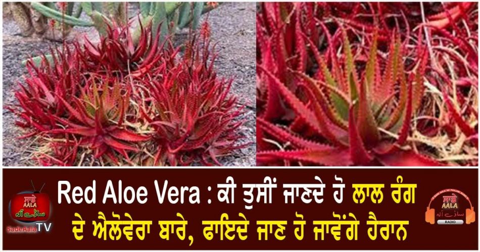 red aloe vera health benefits