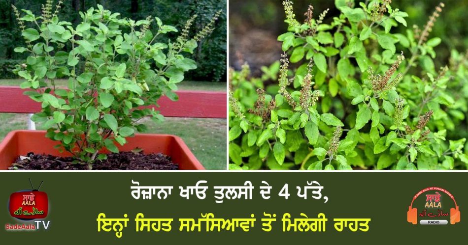 health benefits of tulsi