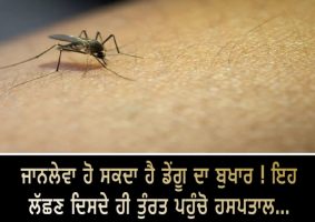 dengue cases are rising follow