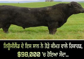 most expensive bull in new zealand