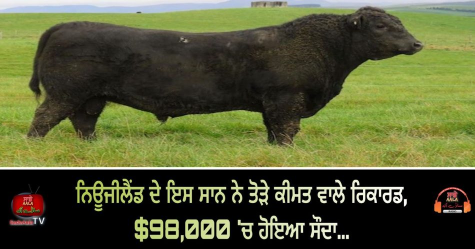 most expensive bull in new zealand