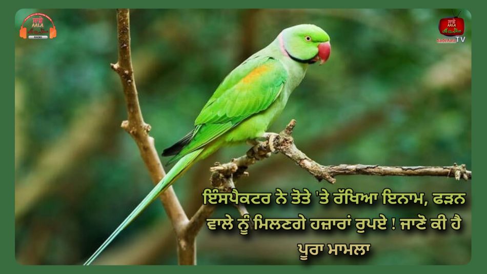 meerut reward on parrot