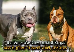 ban on american xl bully dogs