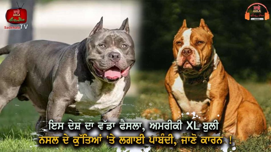 ban on american xl bully dogs