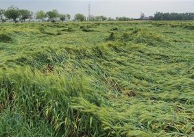 special assessment of damage caused to crops