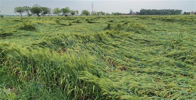 special assessment of damage caused to crops