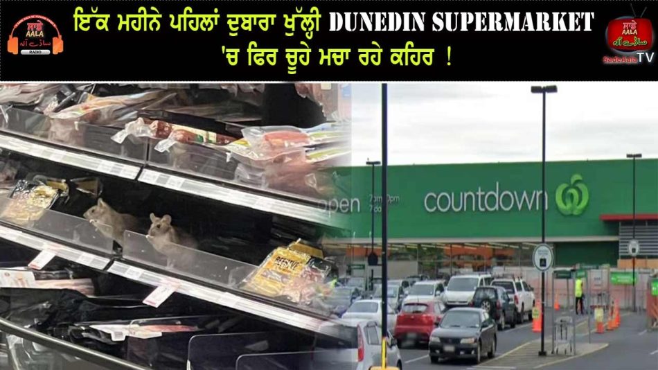 more rats found at dunedin supermarket