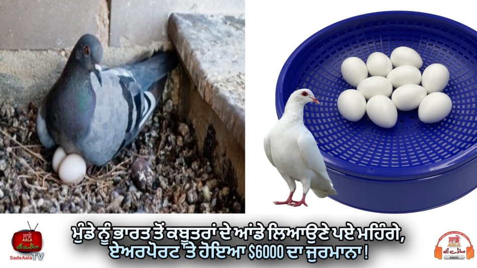 bring expensive pigeon eggs