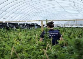 police uncover $15 million cannabis plots