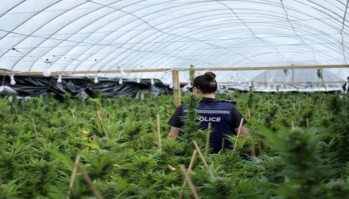 police uncover $15 million cannabis plots