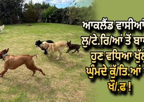 Fear of dogs roaming freely