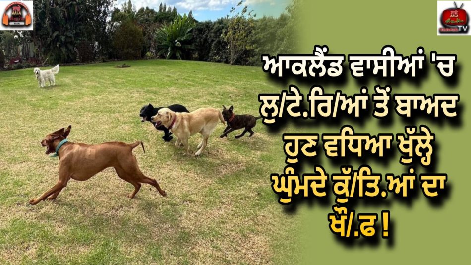 Fear of dogs roaming freely