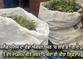 Over 200 cannabis plants seized