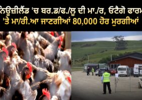 Birdflu Further 80000 chickens