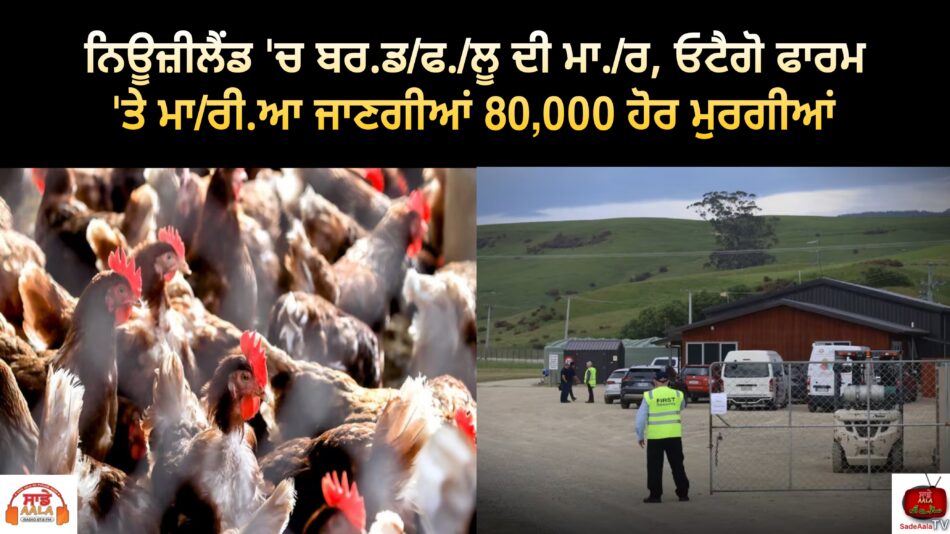 Birdflu Further 80000 chickens